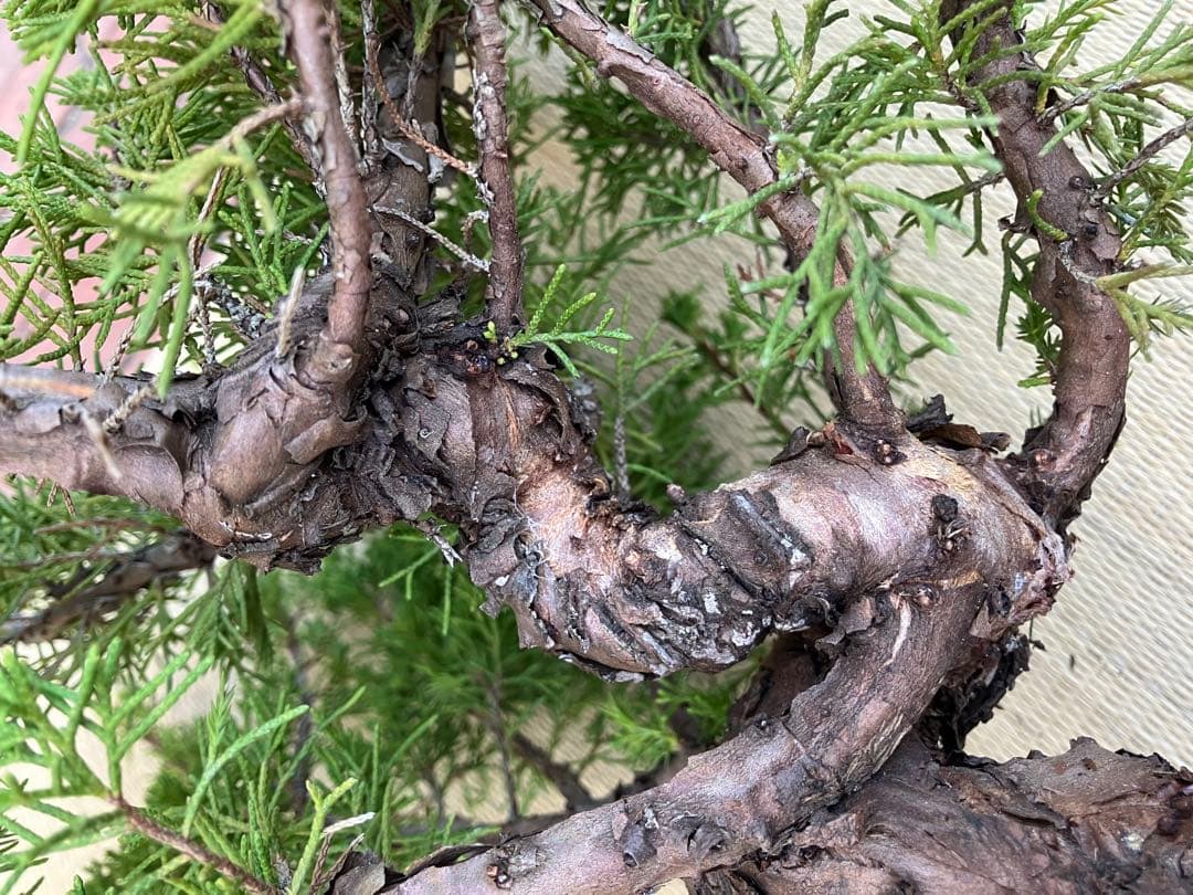 真柏盆栽素材荒木C