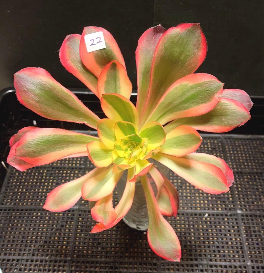 22 #多肉植物アエオニウム錦❤️紅魔女❤️1頭21cm拔き苗