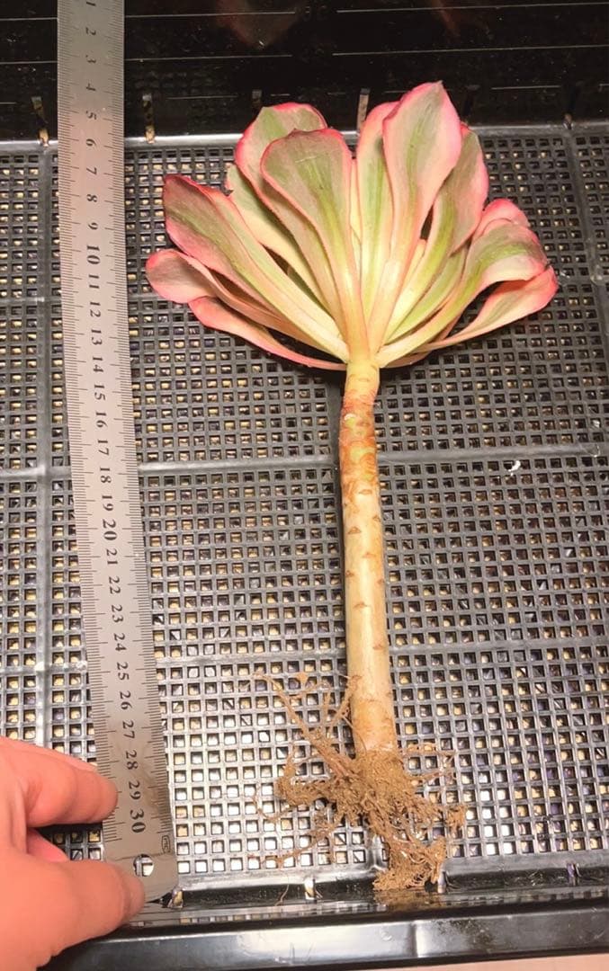 22 #多肉植物アエオニウム錦❤️紅魔女❤️1頭21cm拔き苗