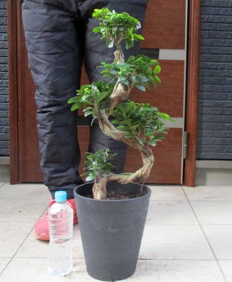 【現品】ガジュマル　超曲がり　昇り龍の様な仕立て　多幸の木　７号サイズ　A9番