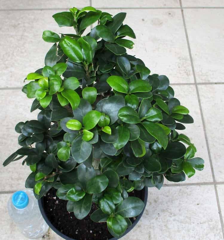 【現品】ガジュマル　超曲がり　昇り龍の様な仕立て　多幸の木　７号サイズ　A9番