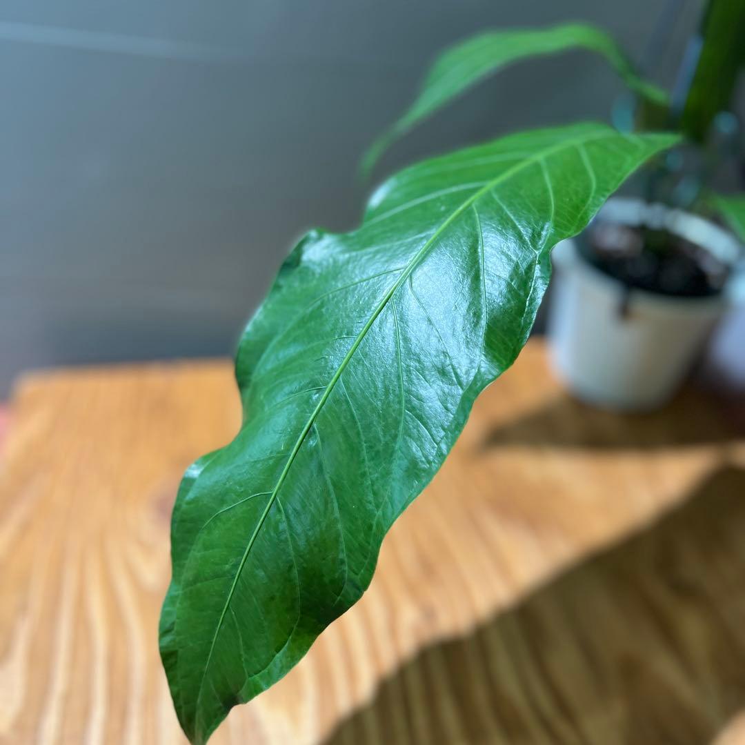 ❶ アンスリウム ペンデュリフォリウム レア品種