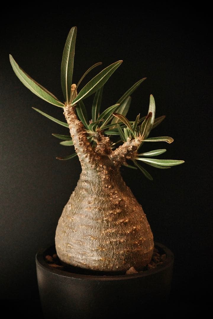 【良型】パキポディウムグラキリス発根済み現地球