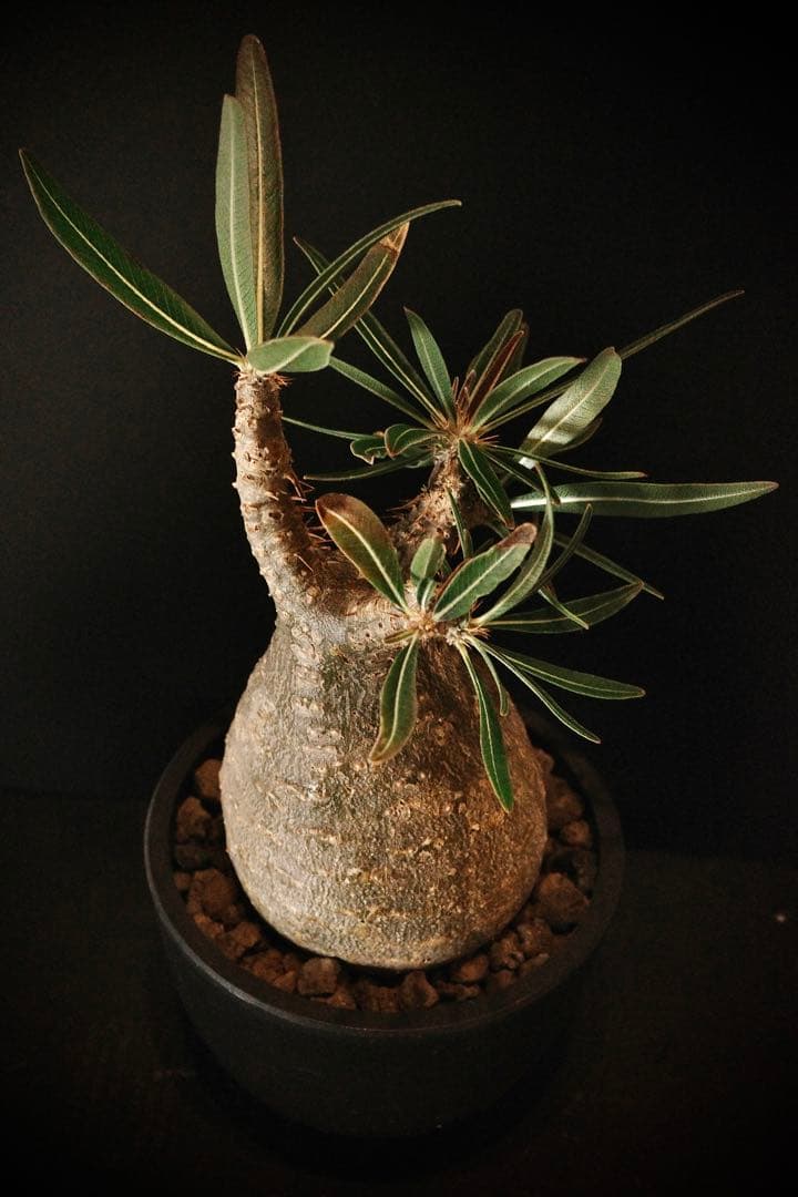 【良型】パキポディウムグラキリス発根済み現地球