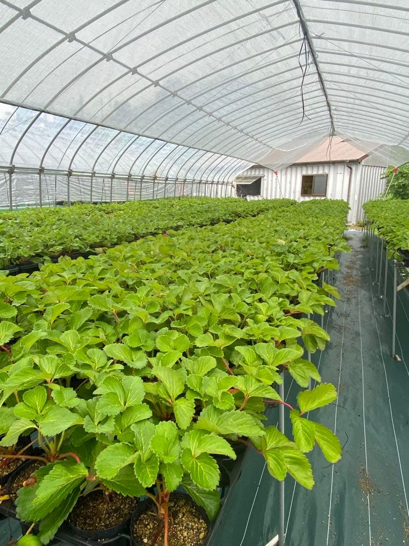 いちご苗　さちのか　9cmポット　200株