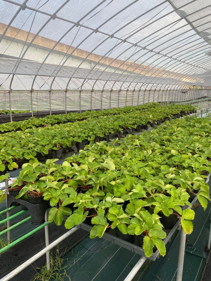 いちご苗　さちのか　9cmポット　200株