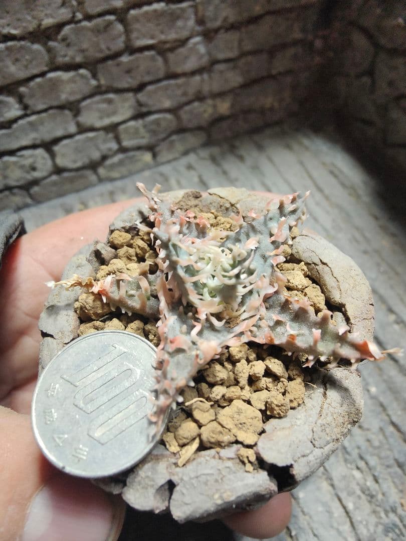 アロエ　レインボーシャーベット　激レア