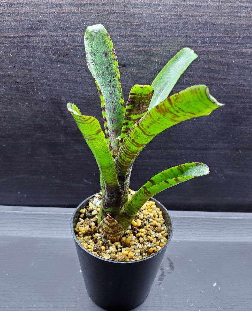 ネオレゲリア プンクタティッシマ Joao Marcio タンクブロメリア