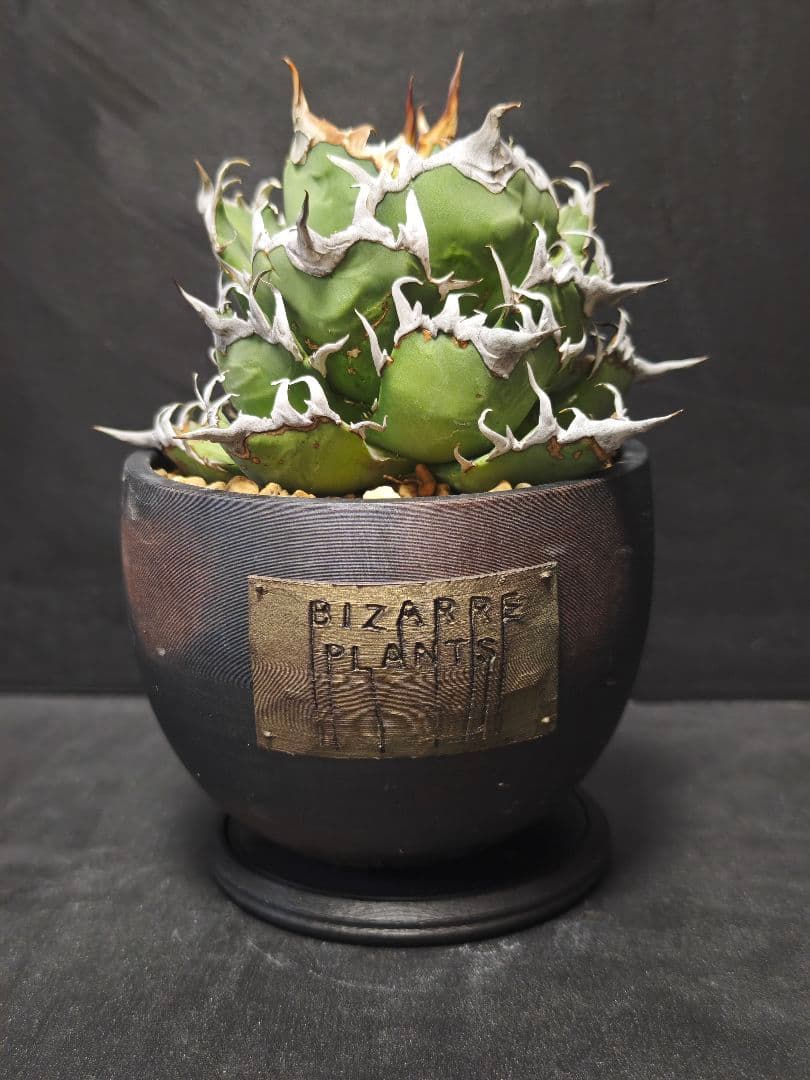 アガベ チタノタ シーザー 親株 鉢付き