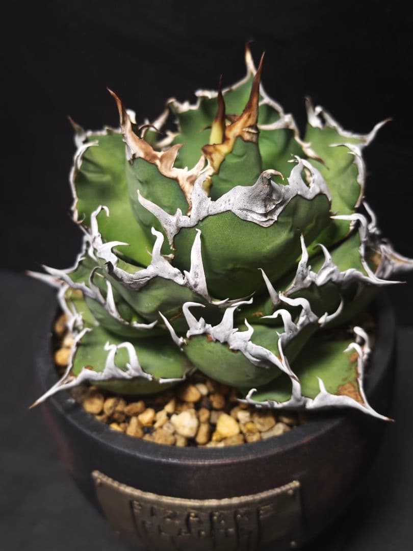 アガベ チタノタ シーザー 親株 鉢付き