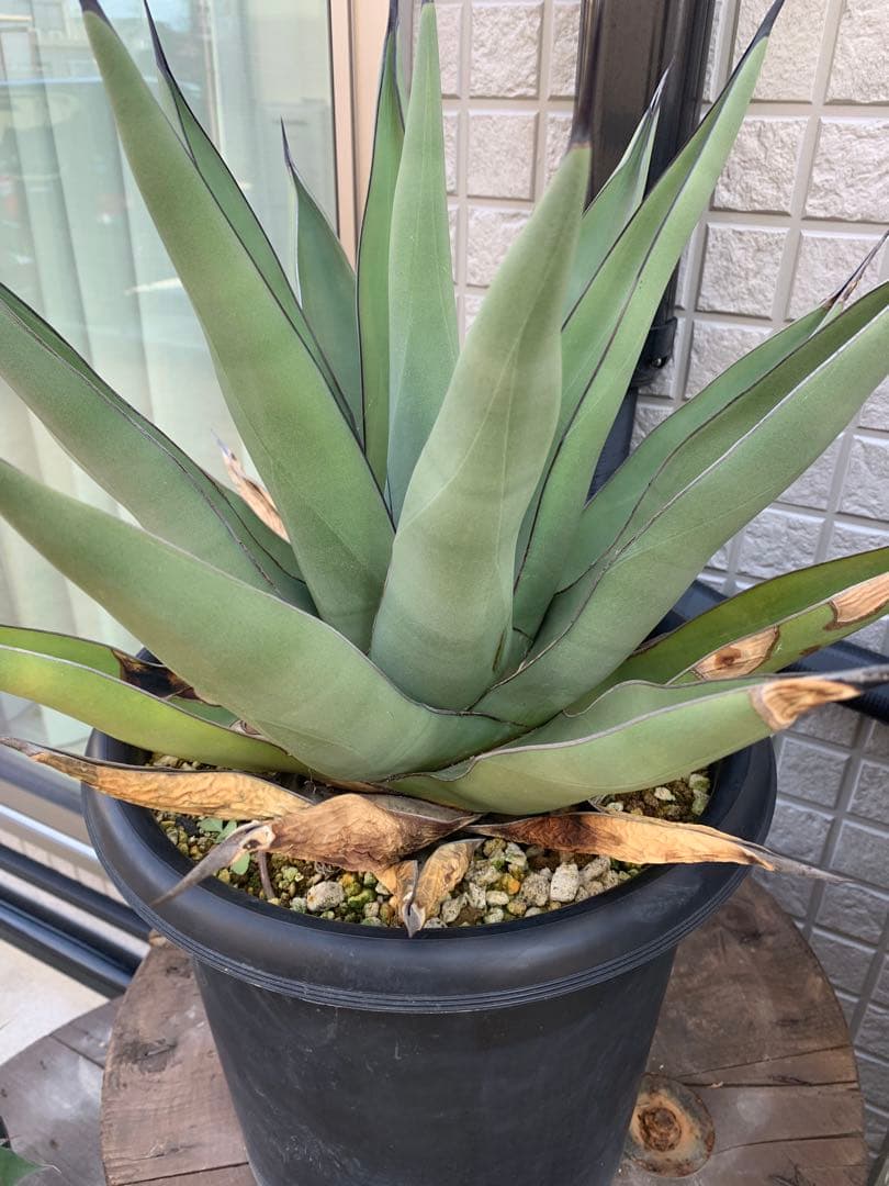 アガベシャークスキン大株