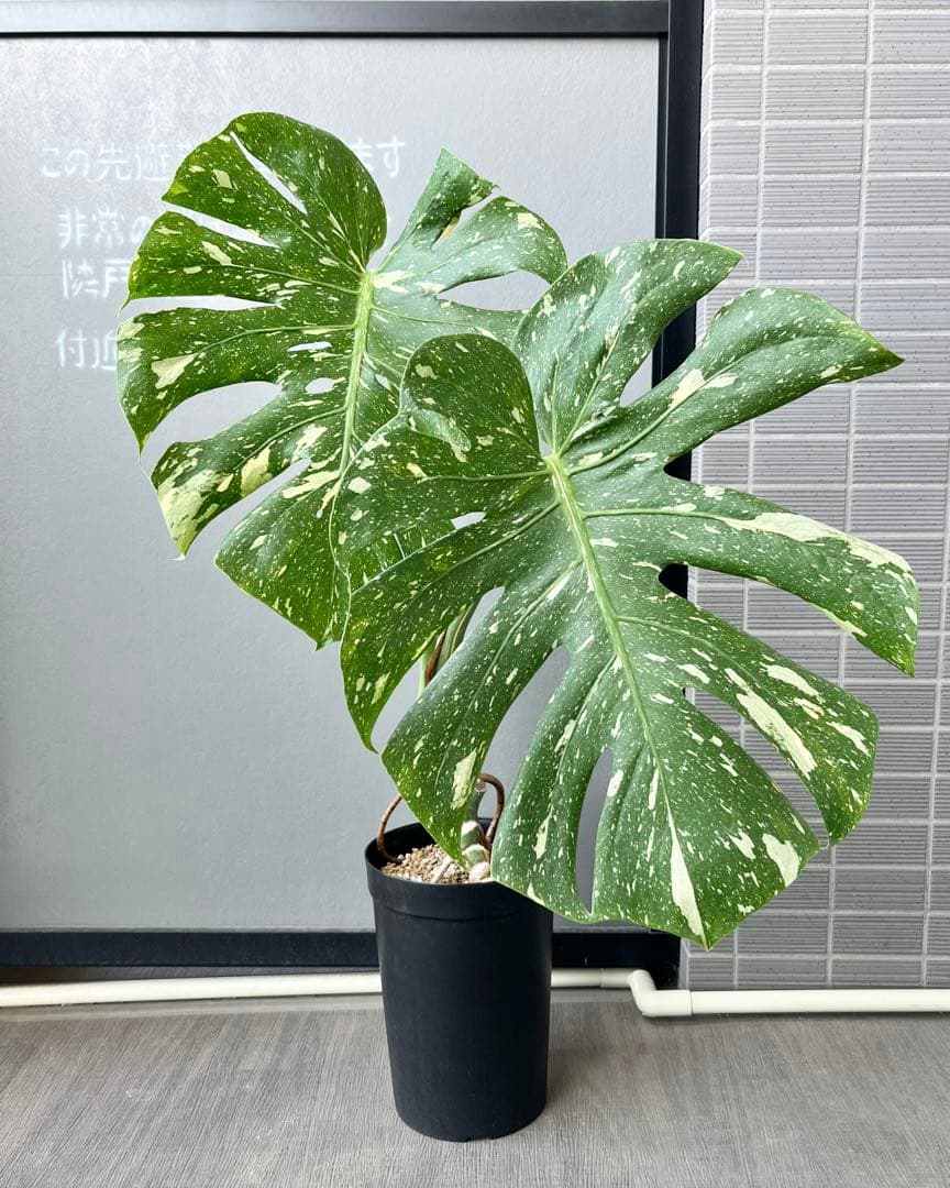 モンステラ タイコンステレーション 斑入り 幹立ち