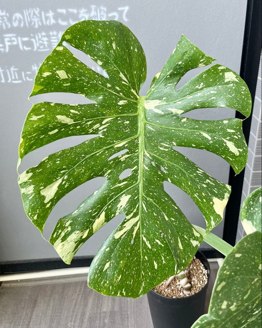 モンステラ タイコンステレーション 斑入り 幹立ち