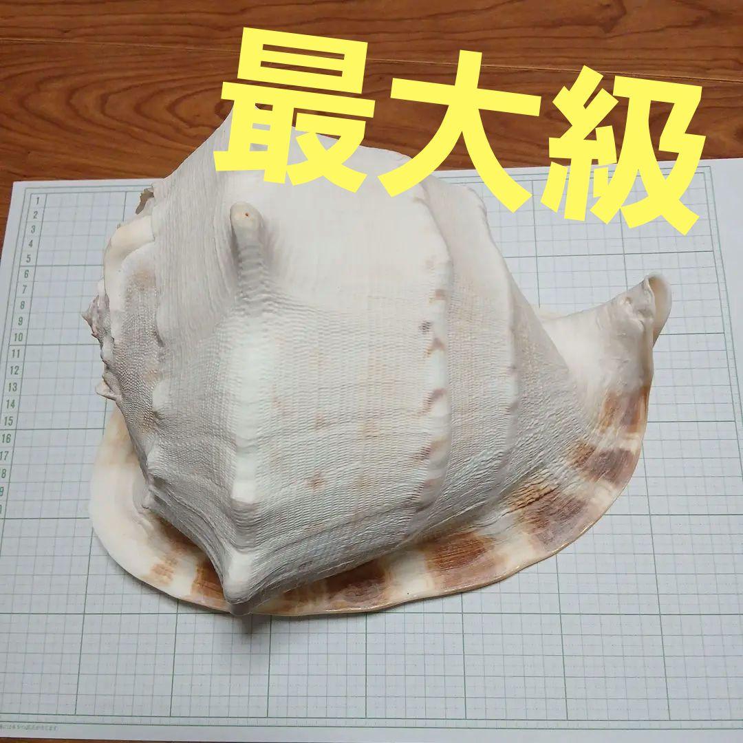 トウカムリガイ　貝殻