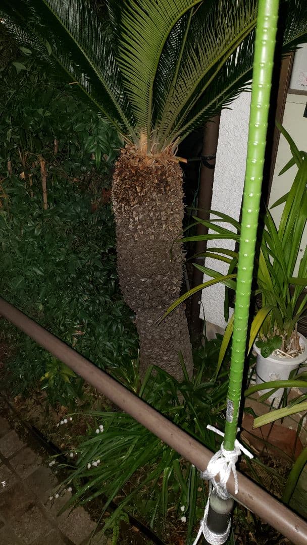 ソテツ 蘇鉄  観葉植物（大型）