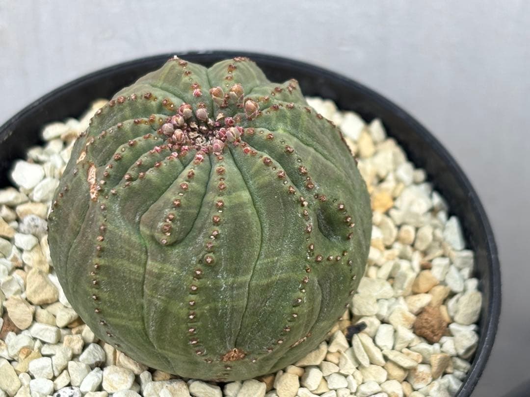 ユーフォルビア　オベサ　モンスト　実生