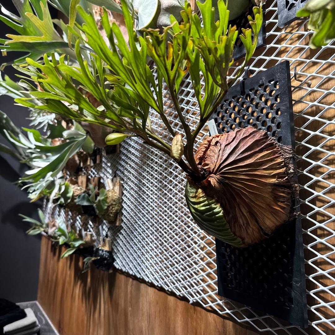 ビカクシダ　リドレイ　ワイルド　大株　2年育成　ウィリンキー　ヒリー　ベイチー