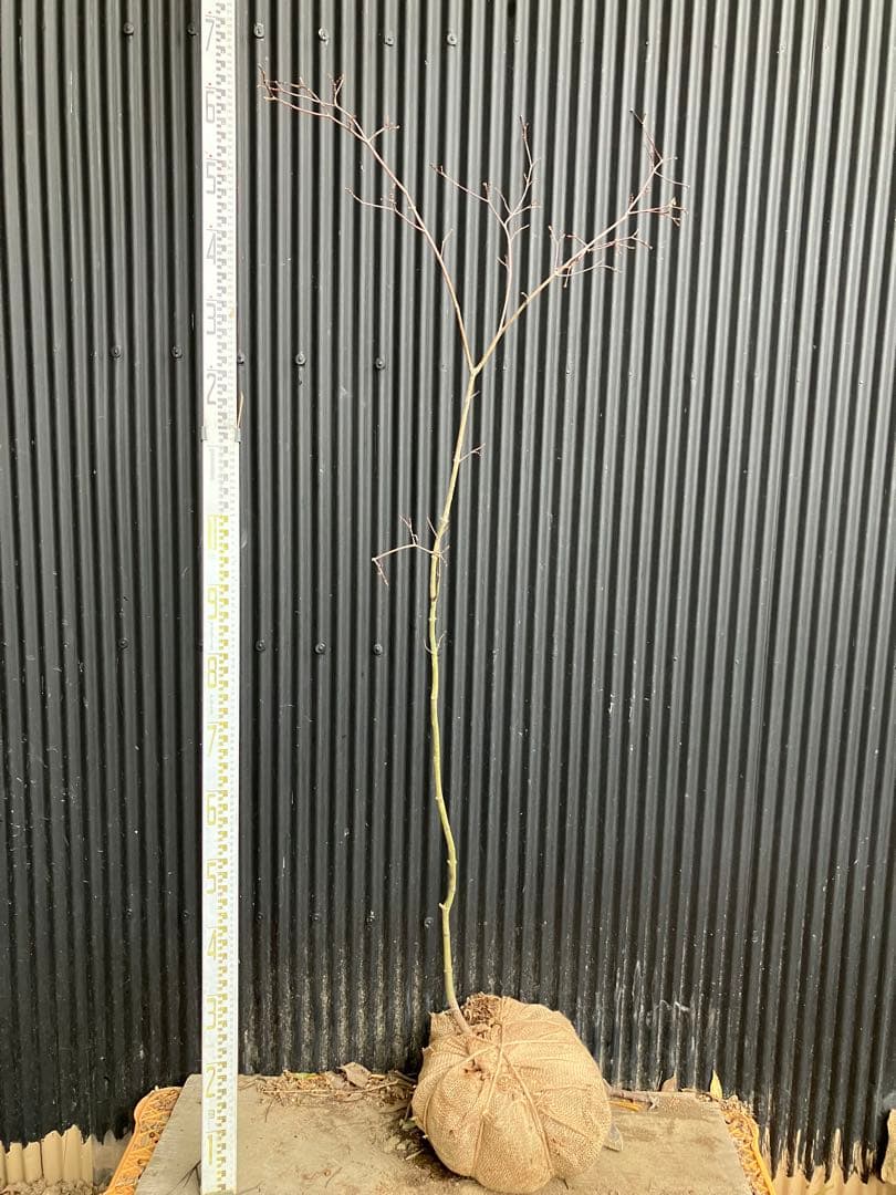 山採り　コハウチワカエデ