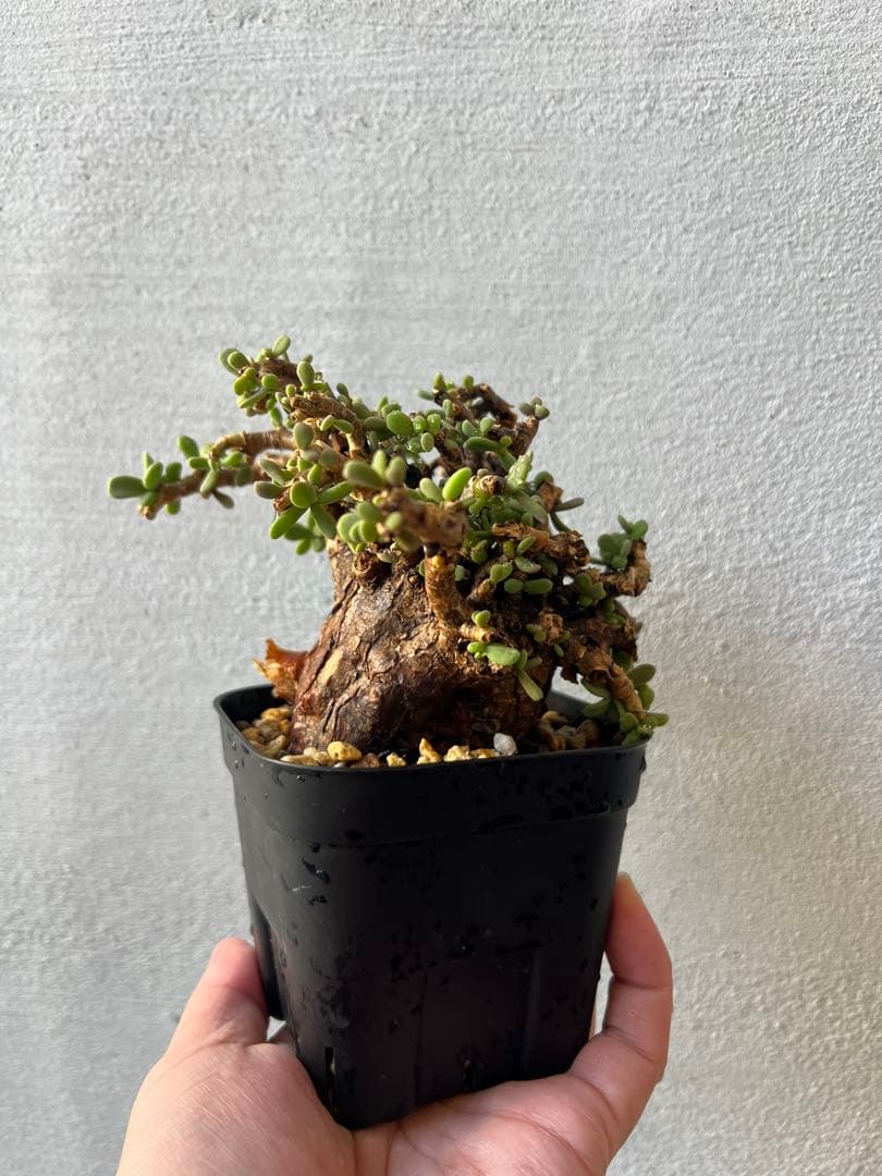 最終値下げ　発根済　ケラリアピグマエア　ベアルート株　⑥