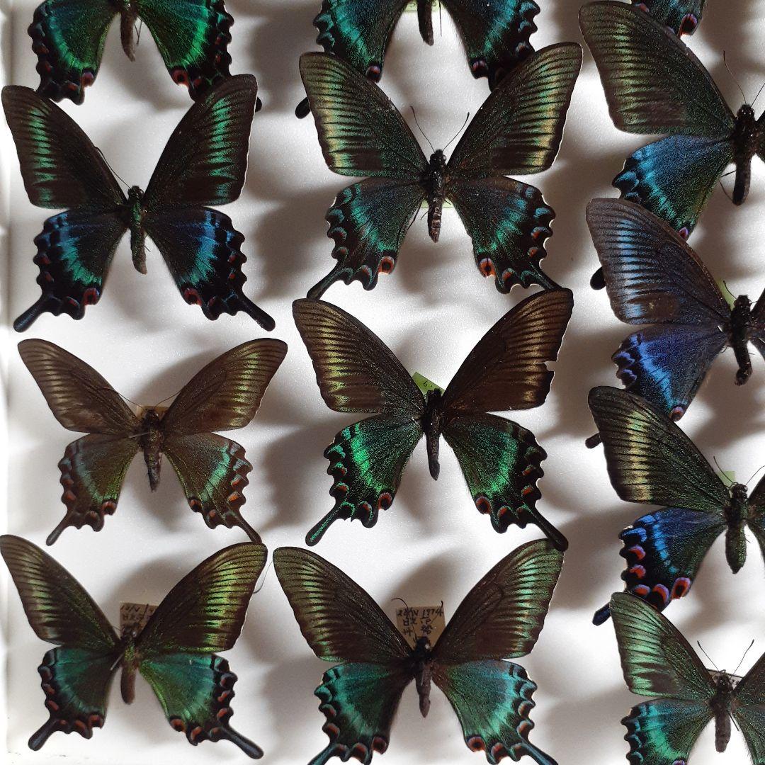 蝶標本　ミヤマカラスアゲハ(春型夏型　♂️♀53頭)大型ドイツ標本箱二箱入り