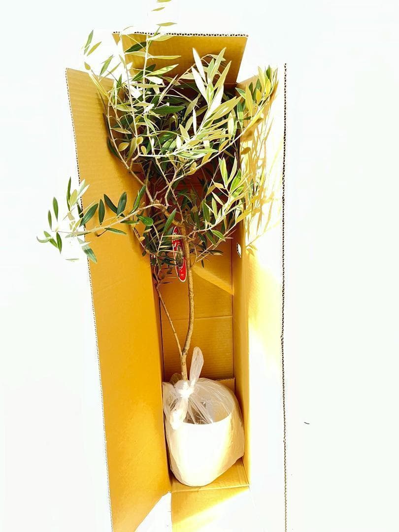 オリーブの木　タラスコア　10号　160cm　K-73　一点物　希少品種　観葉