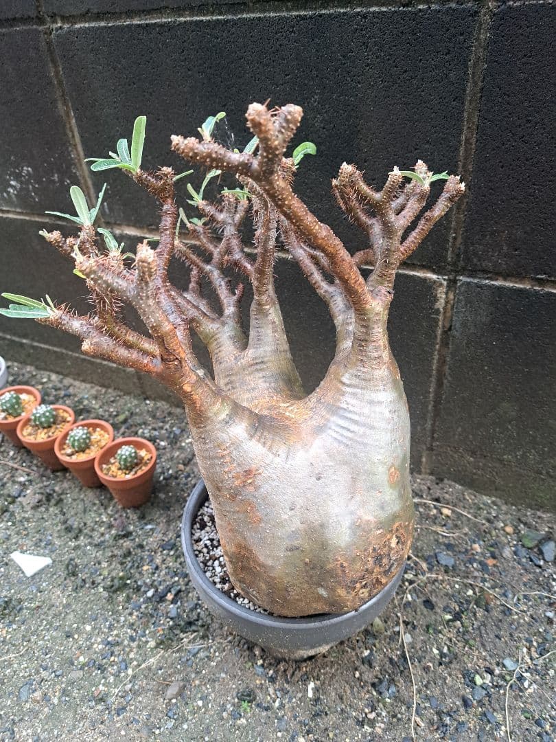 パキポディウム・グラキリス 大型 鉢付き