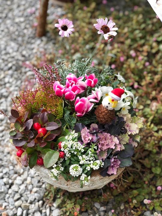 ☆sweetbasket☆季節のお花☆葉牡丹とシクラメンの寄せ植え☆