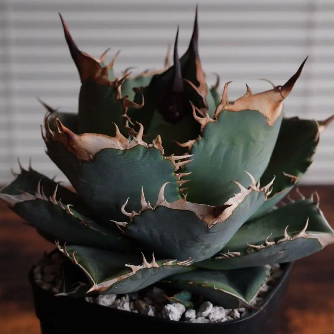 【011】アガベ オテロイ 実生／鉢植え発送