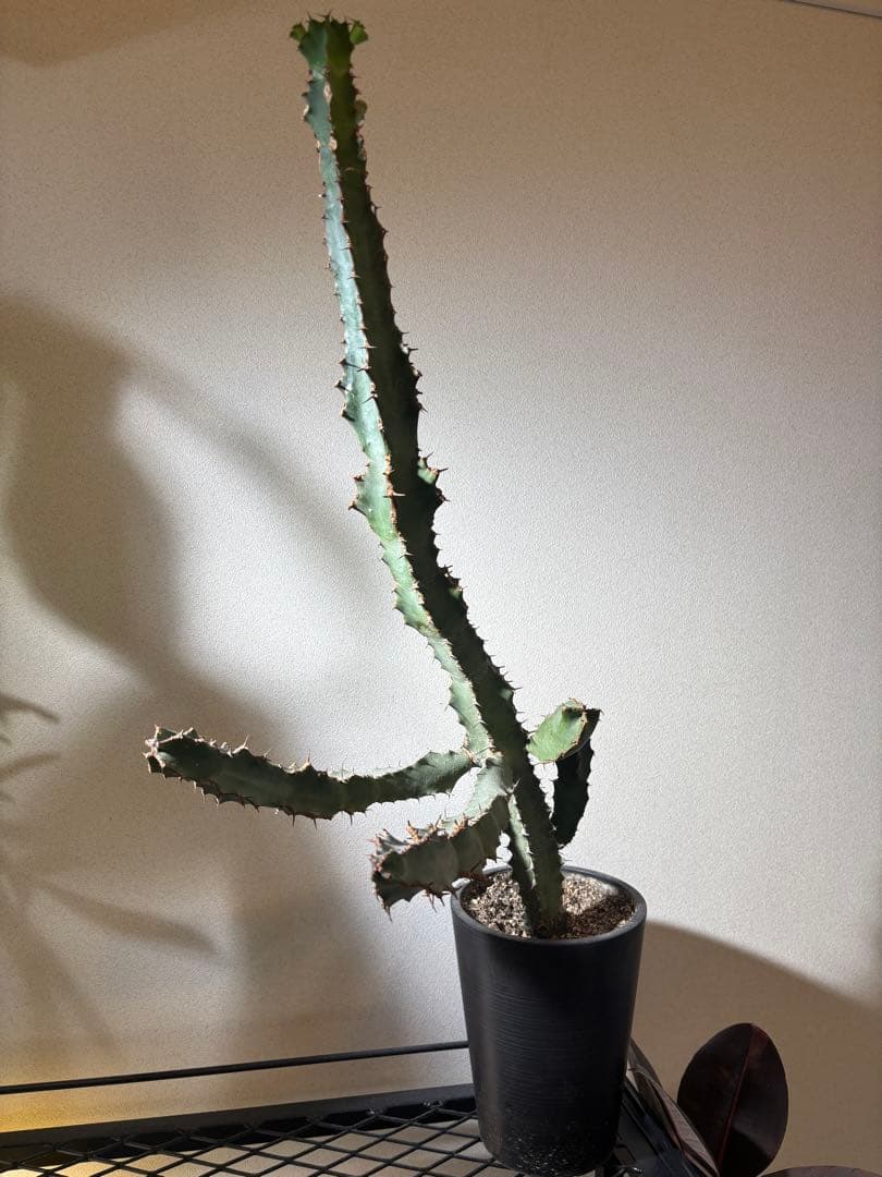 【レア品種大株】ユーフォルビア コエルレッセンス (大鳳角) 珍種