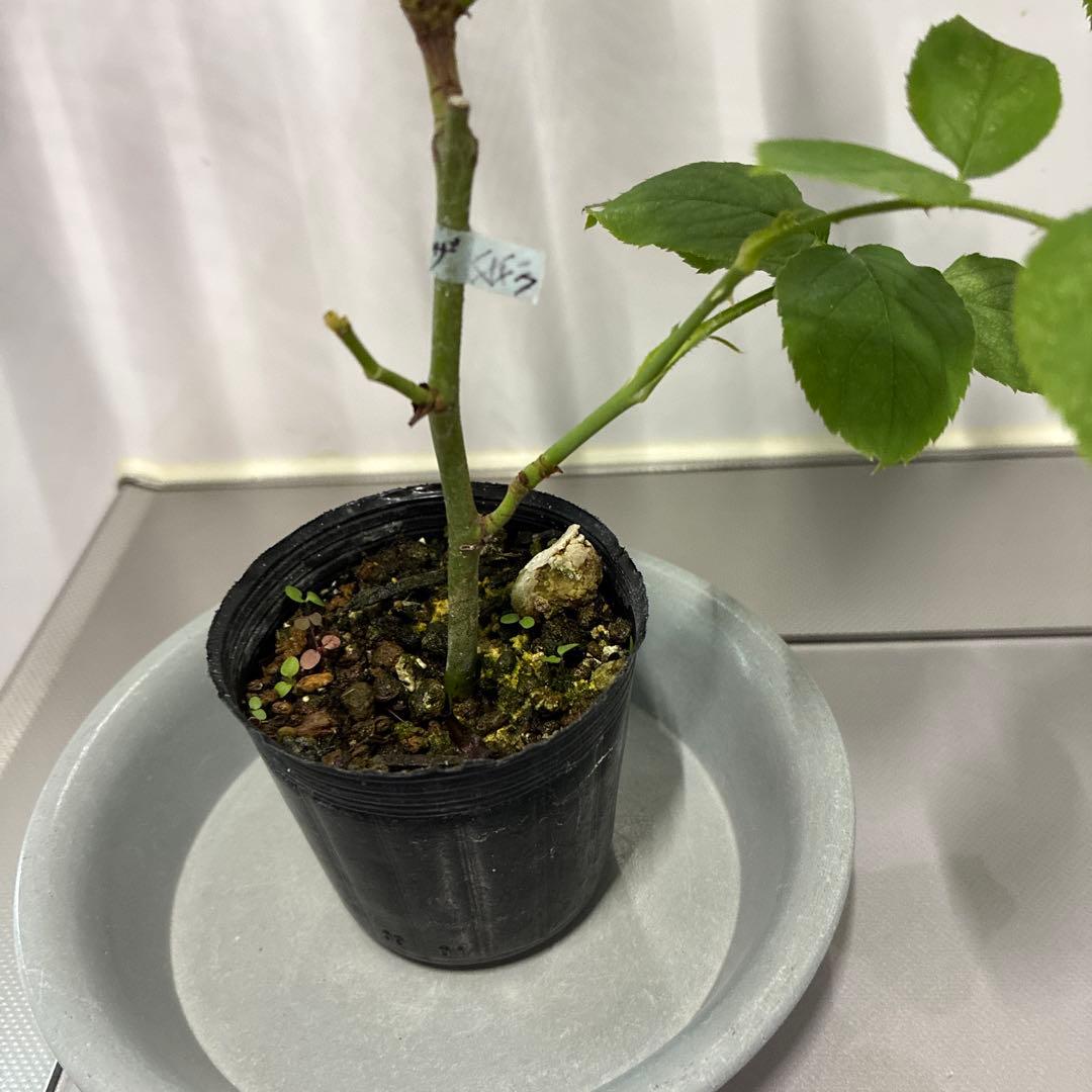 ⭐️購入前に必ずコメントをお願いします　47、バラ苗　美しい