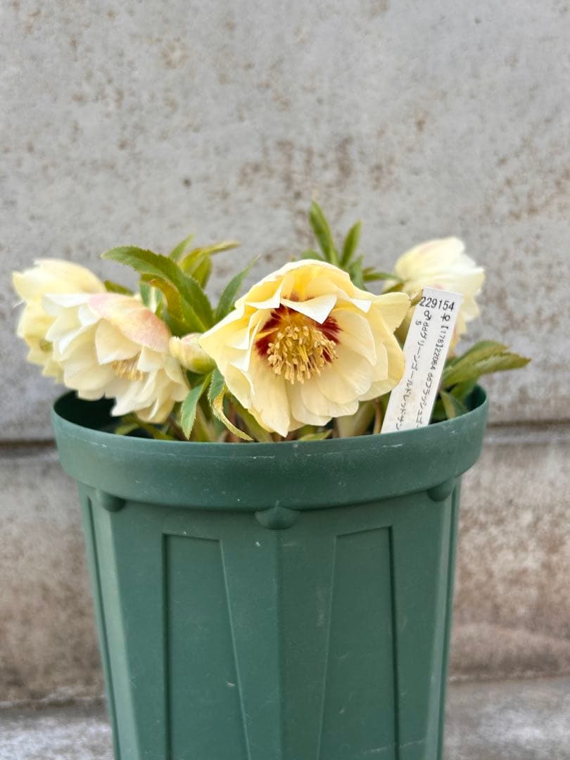 蕾多数　充実株　加藤農園　ddゴールド濃フラッシュ