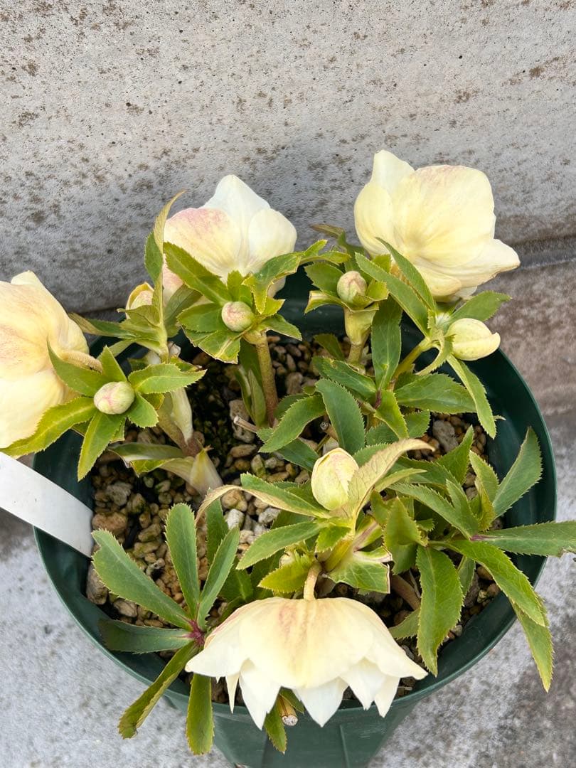 蕾多数　充実株　加藤農園　ddゴールド濃フラッシュ