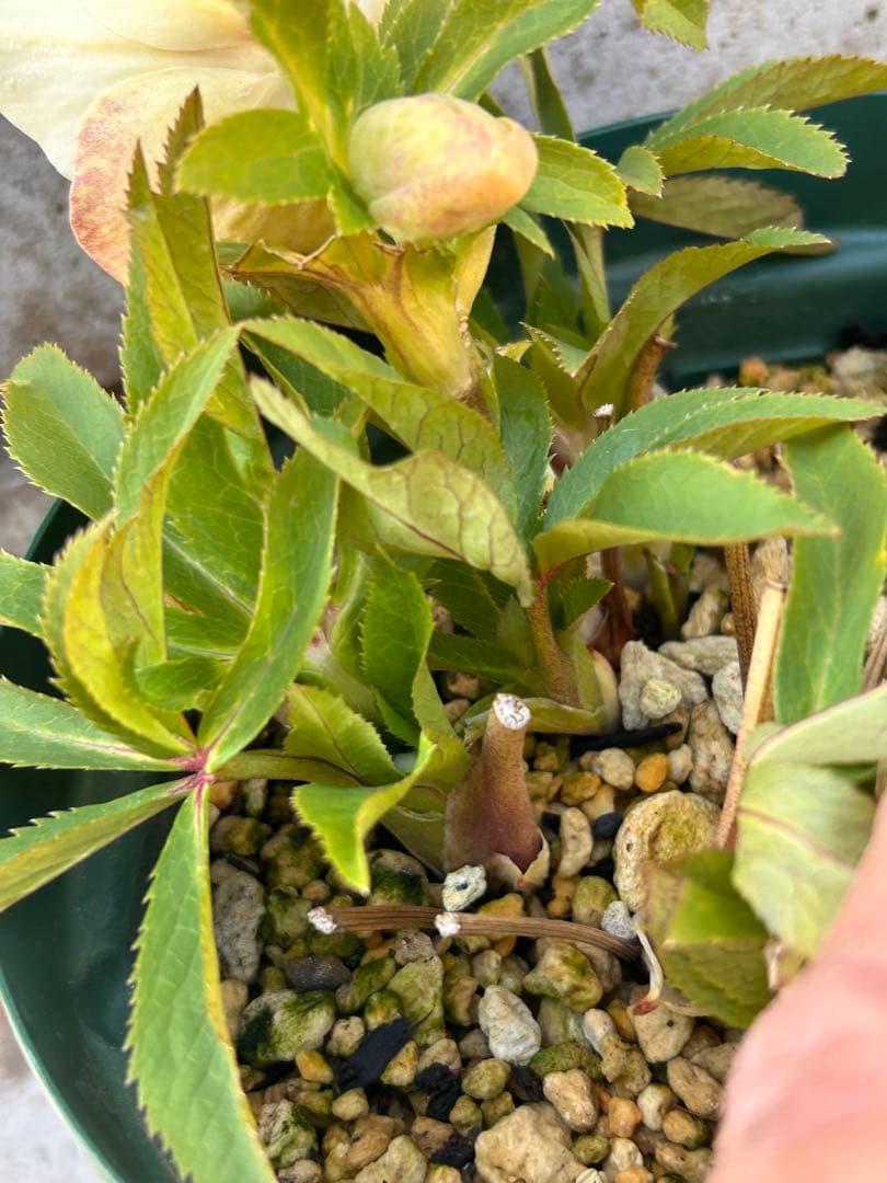 蕾多数　充実株　加藤農園　ddゴールド濃フラッシュ