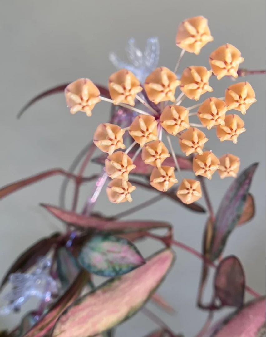 レア　ホヤ　シギラティス 内斑入り　サクララン