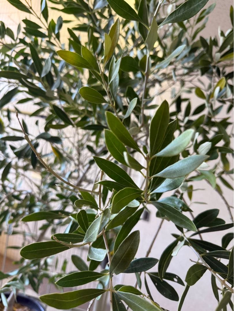 小豆島産オリーブ ジャンボカラマタ