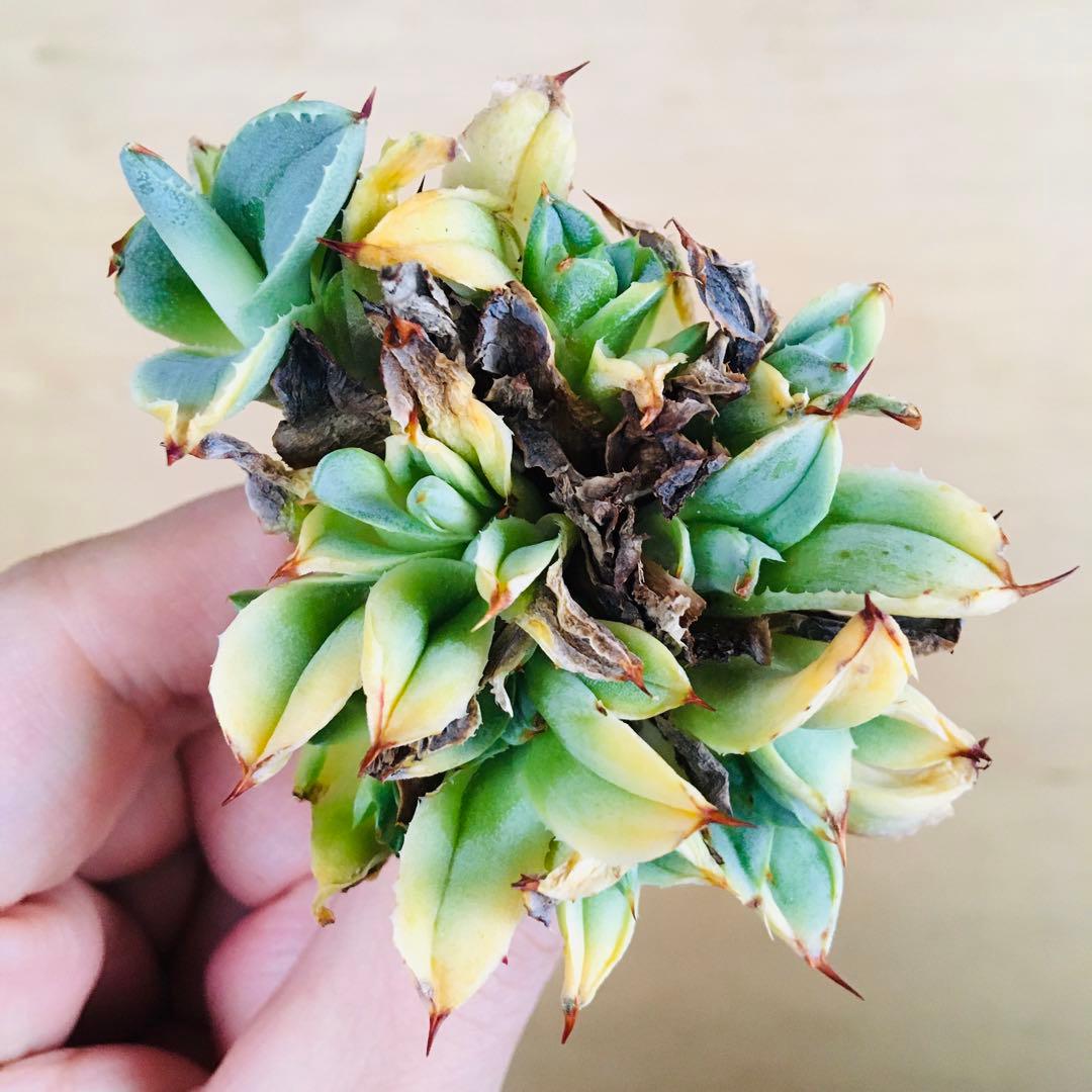 【稀少】トランカータ綴化 紅葉タイプ アガベ パリー フィリグリークレステッド