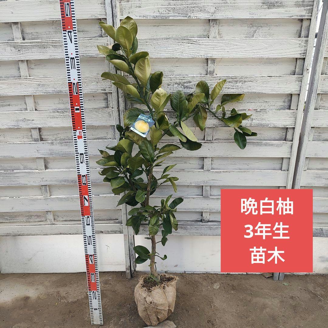 晩白柚 3年生 苗木 ぱんぺいゆ ザボン
