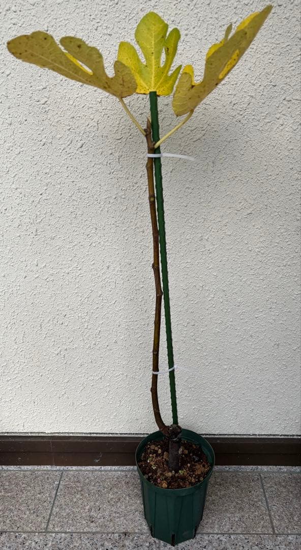 とうふ　　さま　イチジク苗　専用出品