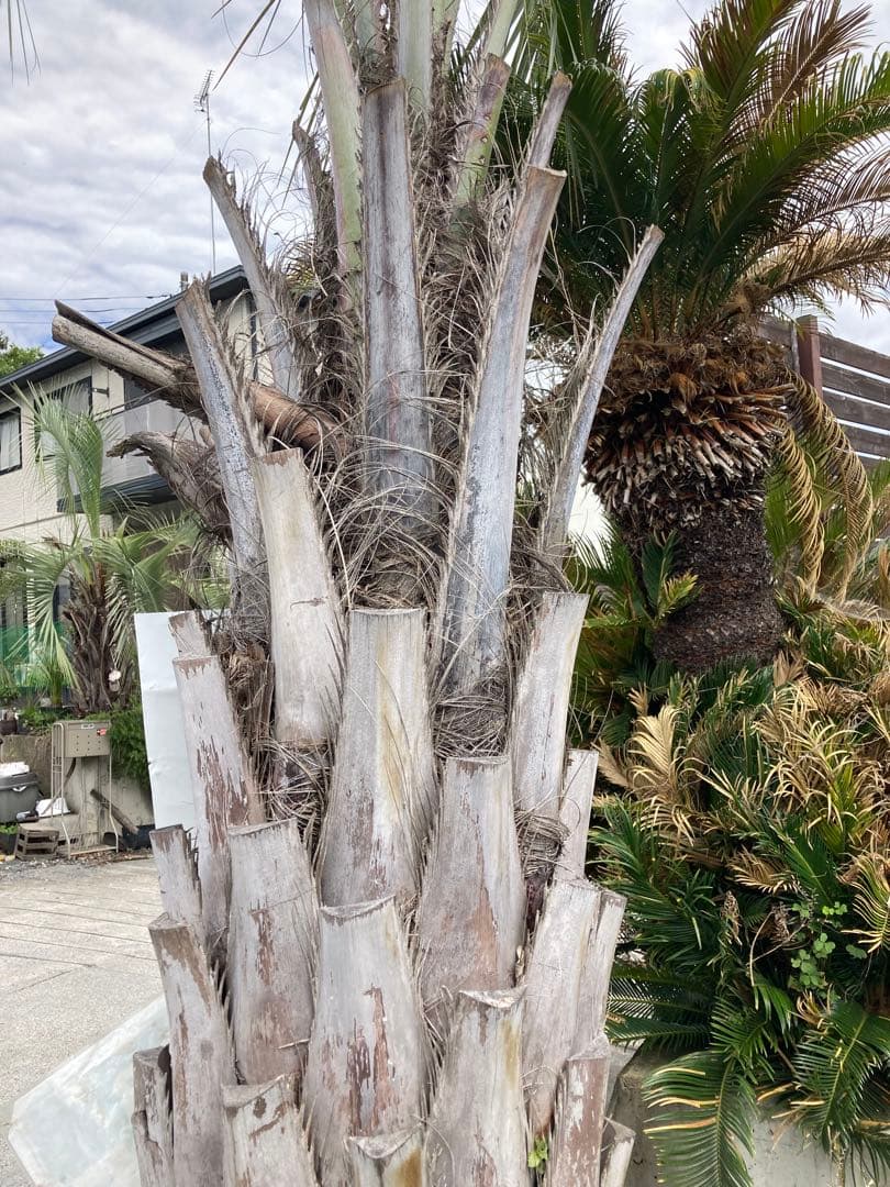 耐寒性ココスヤシ特大◇南国リゾート西海岸ドライガーデン　アガベ ユッカ　サボテン