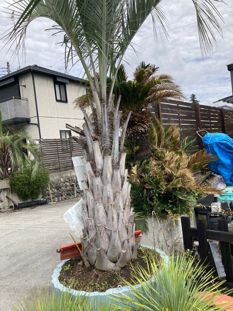 耐寒性ココスヤシ特大◇南国リゾート西海岸ドライガーデン　アガベ ユッカ　サボテン