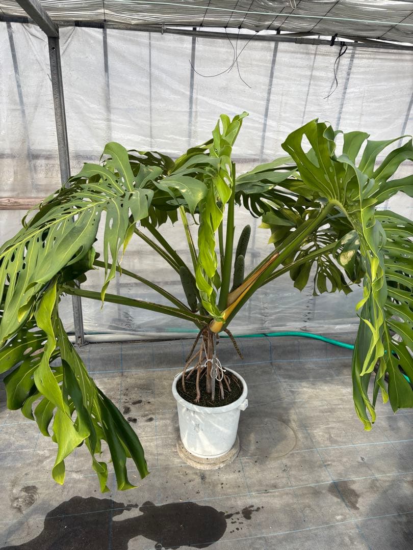 モンステラ 観葉植物 大きな葉付き