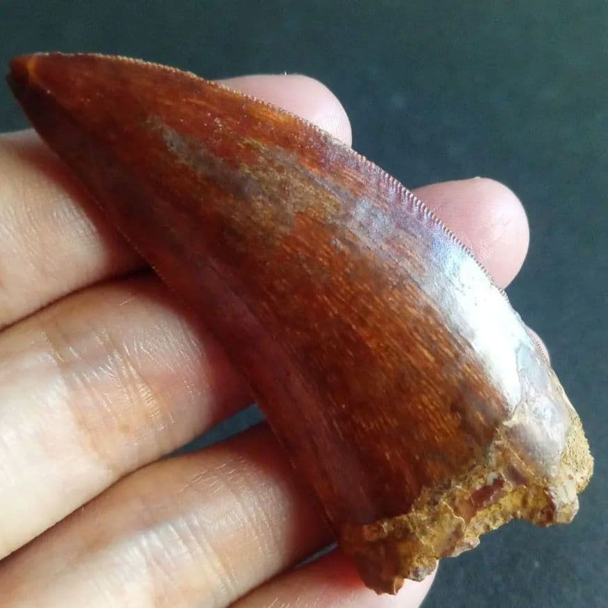 アロサウルス上科　カルカロドントサウルス　特大　歯化石　美麗標本