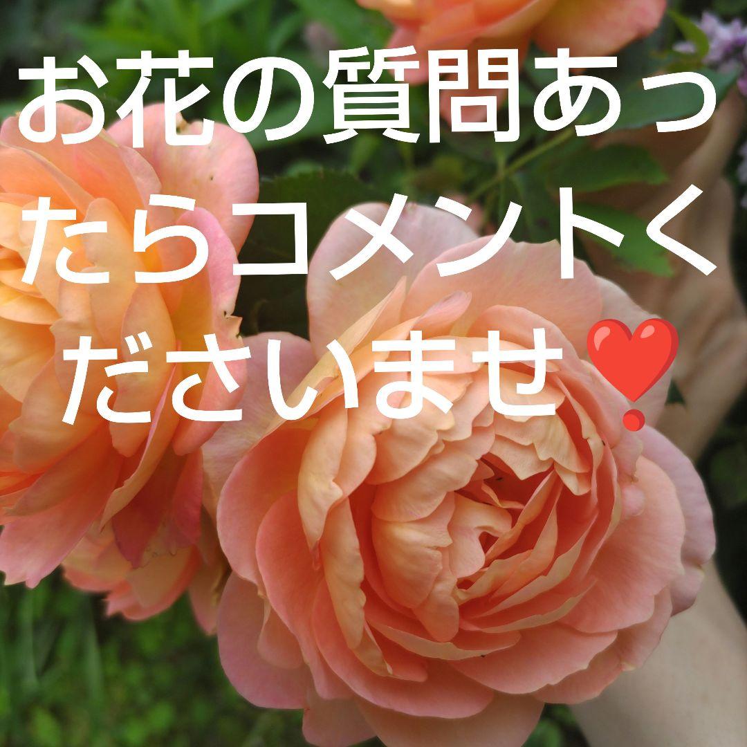 オレンジ色のバラの花束