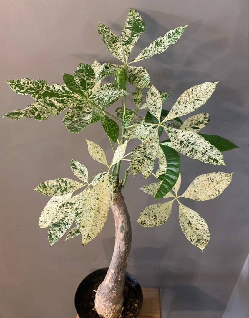 パキラ ミルキーウェイ 2