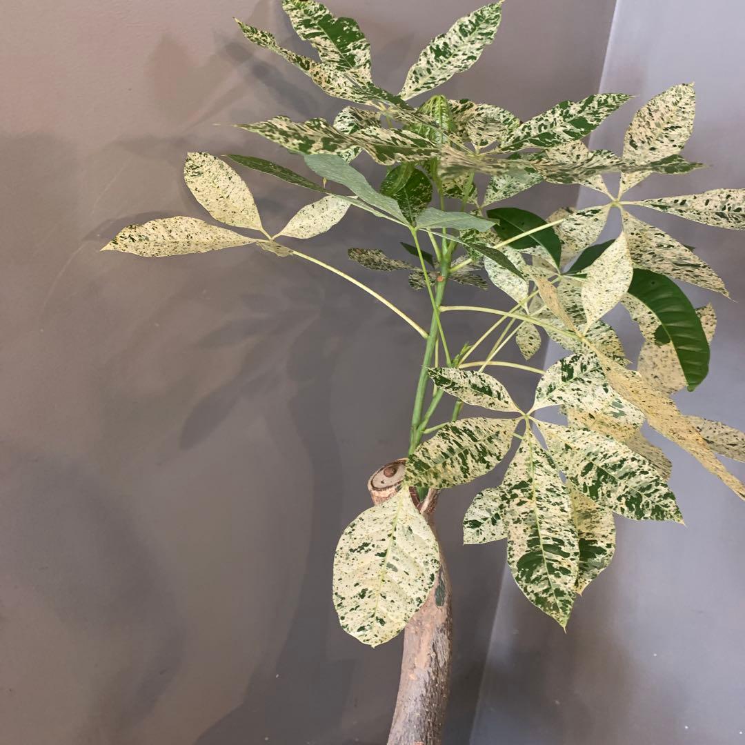 パキラ ミルキーウェイ 2