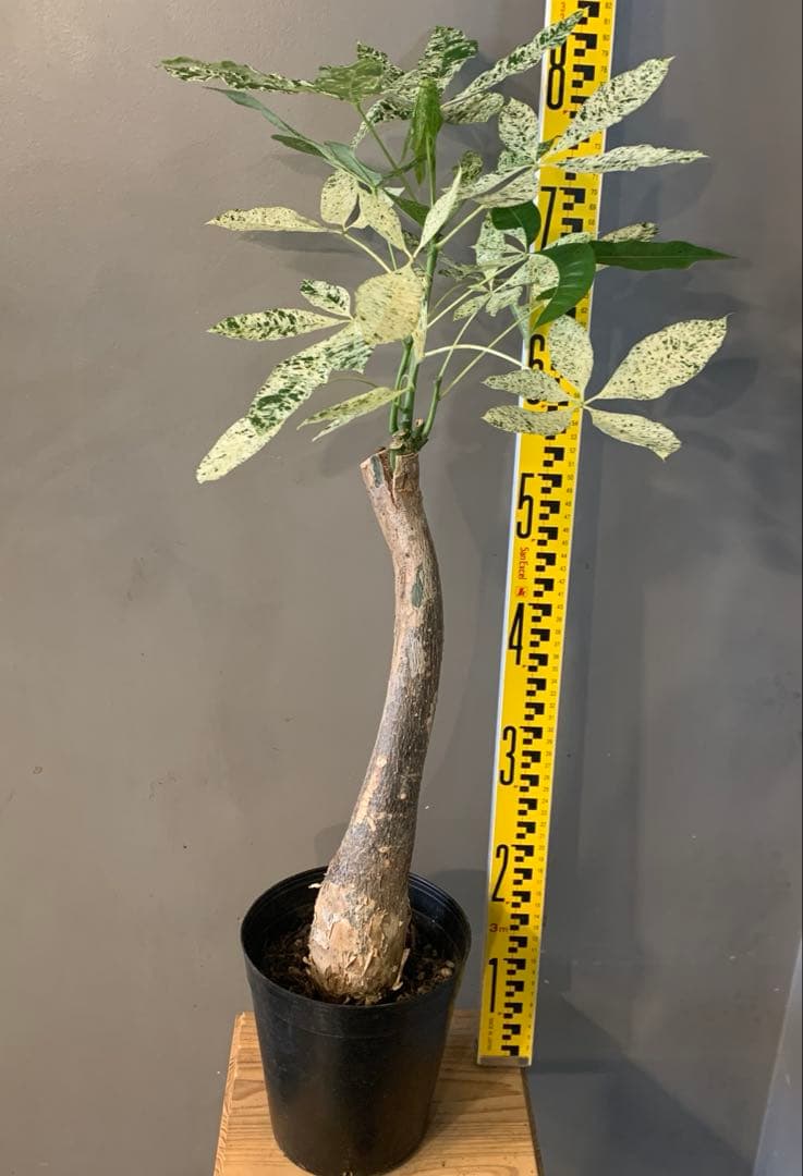 パキラ ミルキーウェイ 2