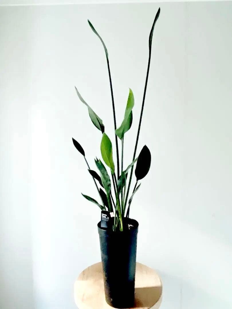 《希少》ストレリチア ノンリーフ 豪華3株仕立て 観葉植物 calm cafe