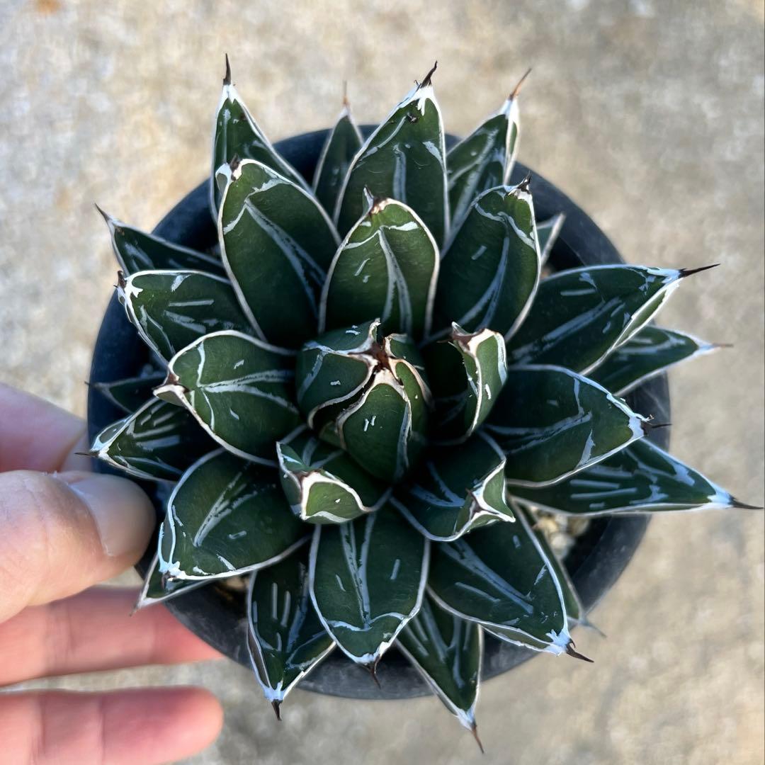 アガべ　笹の雪　ダルマ　活着済み