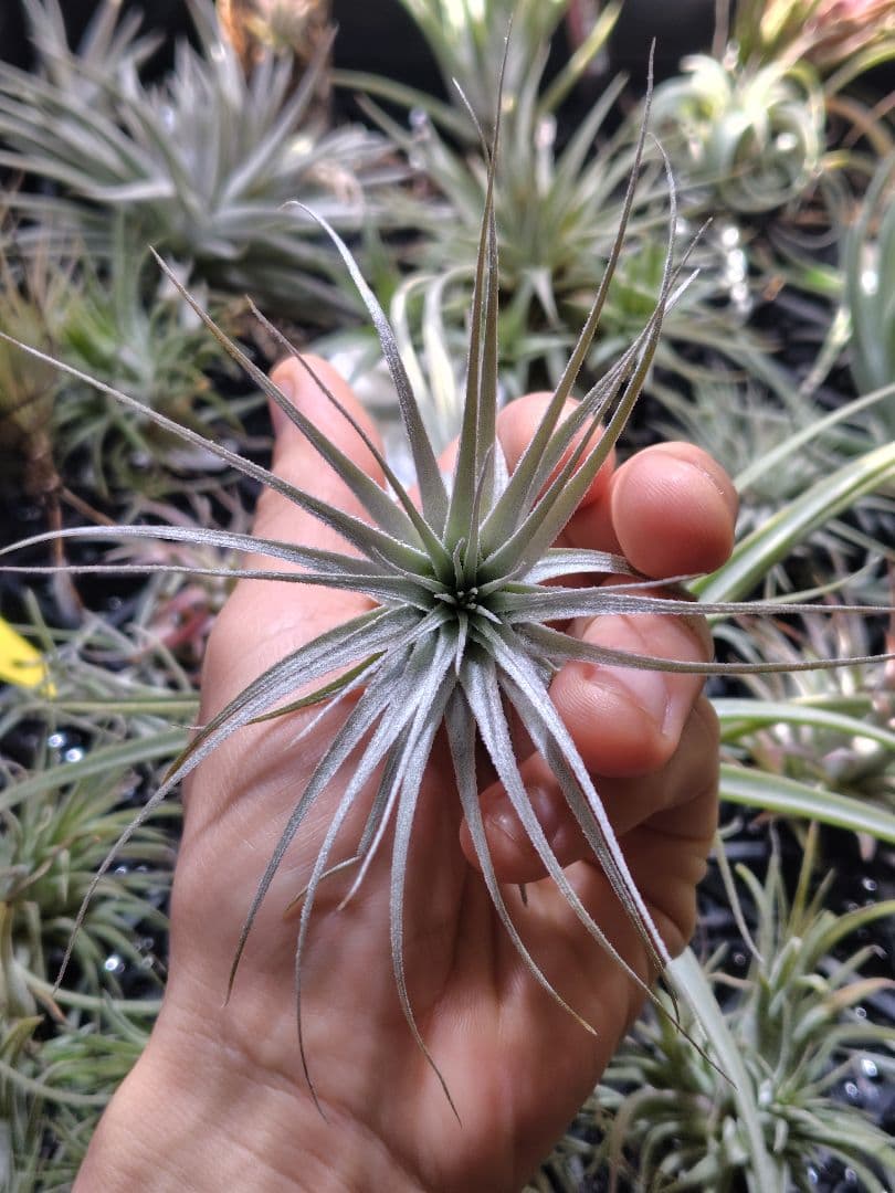 Tillandsia chapeuensis チャペウエンシス