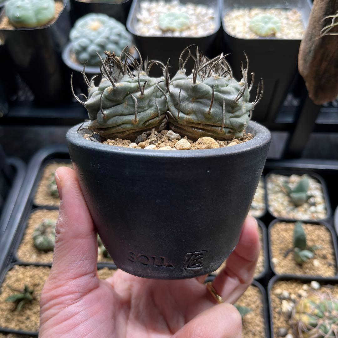 ツルビニカルプス　二頭　双頭　ダブルヘッド